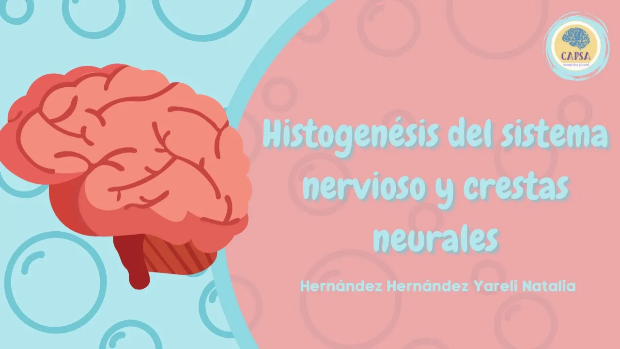 HISTOGENESIS DEL SISTEMA NERVIOSO CENTRAL Y CRESTAS NEURALES|| EMBRIOLOGÍA|| CAPSA