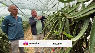 A Ia Vlen të Kultivohet Fruti i Dragoit në Shqipëri? | Agronom Isuf Kaziu