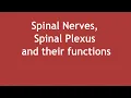 Spinal Nerves Spinal Plexus and their functions ENGLISH Dr Shikha Parmar