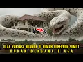 Lagu VIRAL❗❗PENAMPAKAN ULAR RAKSASA MENGAMUK DI RUMAH GUBERNUR SUMUT