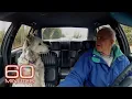 Download Lagu The smartest dog in the world | 60 Minutes Archive