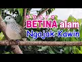 Download Lagu Perkutut BETINA memanggil jantan ngajak kawin