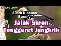 Download Lagu Suara Kicauan Burung Jalak Suren Isian Suara Tonggeret Jangkrik Cocok Buat Masteran Biar Unik