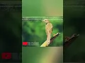 Download Lagu SUARA PIKAT/MASTERAN BURUNG DEPYAK||BOLEH DI COBA