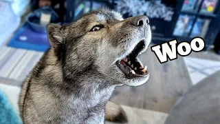 my husky started howling in excitement