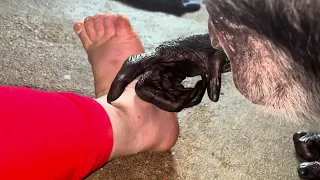 Chimpanzee Grooming Woman s Feet