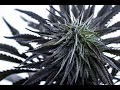Blue dream marijuana strain