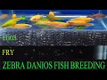 Download Lagu How To Breed Zebra Danios | Green Zebra Danio Fish Breeding