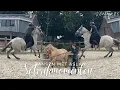 Download Lagu Vliegles met Xanti? - Vrijheidsdressuur met Aslan