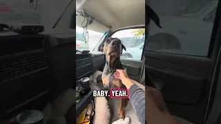 Good morning.. #fyp #dream #doberman #pets #youtube