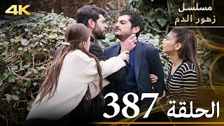 الحلقة 387 مسلسل زهور الدم مدبلج بالعربية Kan Çiçekleri جودة 4K 