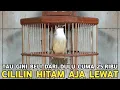 Download Lagu TAU GINI BELI DARI DULU CUMA 25 RIBUAN KICAUANNYA MEWAH CUCAK IJO AJA LEWAT !!!