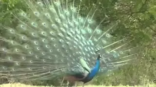 لا اله الا الله مدح الجيلي الصافي 