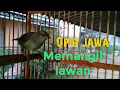 Download Lagu Opior jawa Betina Gacor Memanggil Burung Opior jawa Jantan//Cak Jempol Gacor