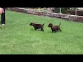 Chocolate Lab Puppies For Sale