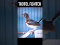 Download Lagu KETREKAN MURAI TROTOL FIGHTER