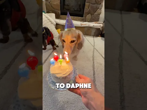 Help wish Daphne a happy 7th birthday!! 🎂