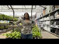 WHATS IN THE GARDEN SECTION LOWES