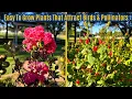 14 Best Perennials For Zone 9 Easy Colorful Low Maintenance Plants For Sunny Yards
