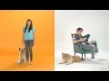 Dogtopia Daycare We Put Your Dog First