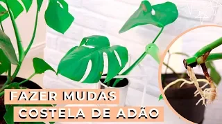 COMO FAZER MUDAS DE COSTELA DE ADÃO