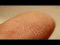 How Do Fingerprint Patterns Form