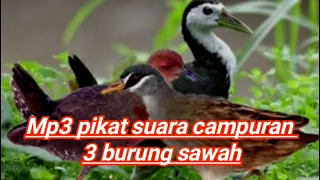 Download Mp3 pikat suara 3 burung campuran keras dan jernih#burung sawah#burung rawa#burung truok# MP3