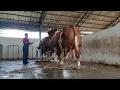 Lagu Simmental Success: geheimen van fokken en spermavoorbereiding die je moet zien! 🐂🧬