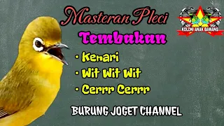 masteran pleci tembakan kenari wit wit wit cerrr