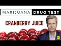 PASS A DRUG TEST WITH CRANBERRY JUICE Experts say YES