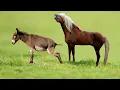 Download Lagu Kruising tussen een paard en een ezel! Kijk eens!