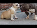 AMERICAN BULLY EXTREME POCKET MURLOC
