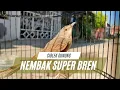 Download Lagu Cigun Gacor Nembak Super Ngebren