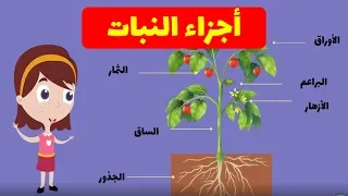 ماهي أجزاء النبات مادة العلوم أنا النبات Parts Of Plants 