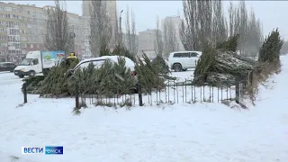 В Омской области изъяли более 3 тысяч сосен без документов