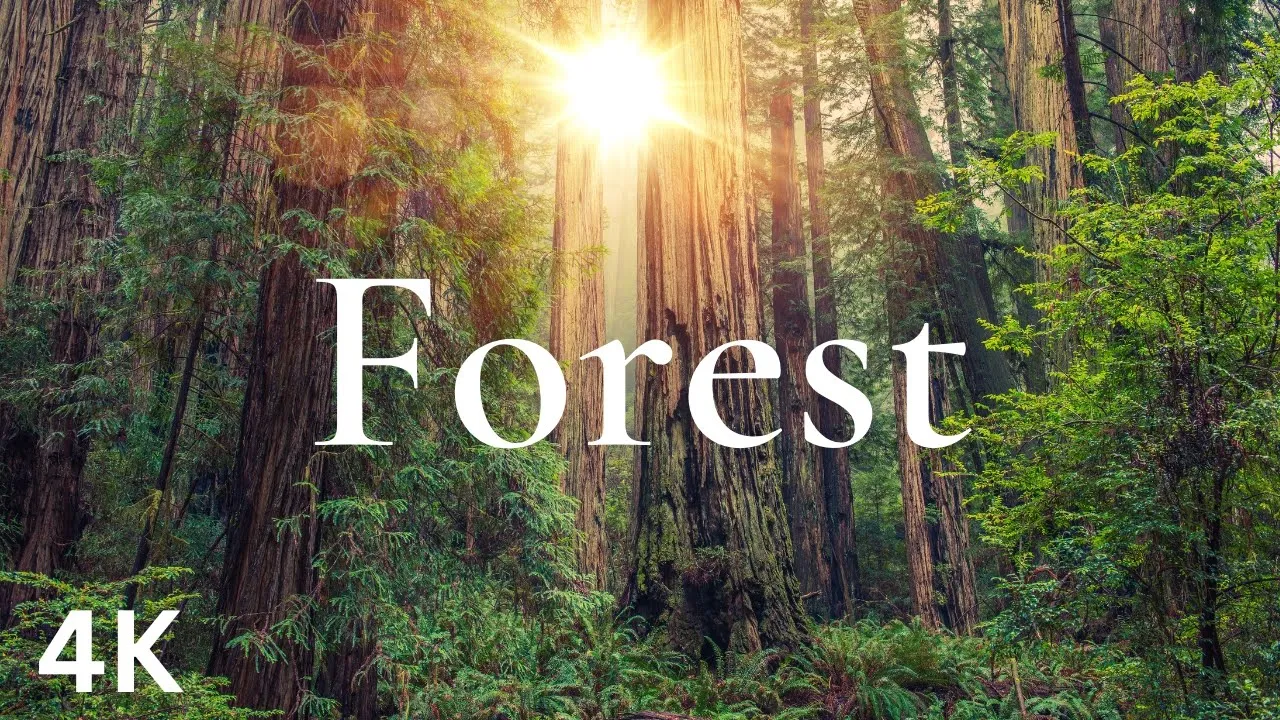 FOREST NATURE RELAXATION | RELAXING MUSIC AND NATURE SOUNDS