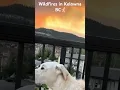 Download Lagu #fires #kelownabc #wildfire #dog #wildfire #fire #dogs #burning #forestfire