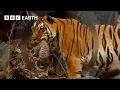 Motherhood in the Animal Kingdom BBC Earth