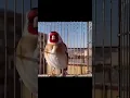Download Lagu burung GOLDFINCH gacor #shorts #goldfinch