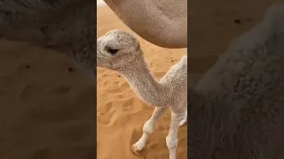 ناقة تحضن ولدها دندنها