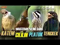 Download Lagu MASTERAN BURUNG SUPER EDAN MATERI | Ngekek, Mbeset, Ngeroll Nembak