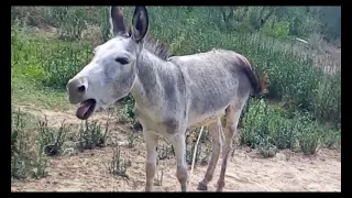 نهيق الحمار                                                     دندنها