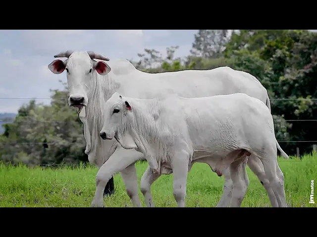 Matriz Nelore LMW - 63