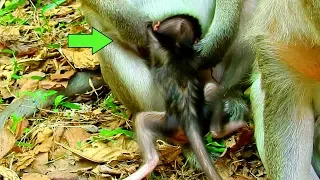 ogn mommy ellie dragging little baby edison to hugging while baby playing monkey nightmare