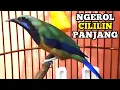 Download Lagu CUCAK CUNGKOK GACOR | CUNGKOK NGEROL CILILIN PANJANG COCOK UNTUK GURU VOKAL MURAI BATU