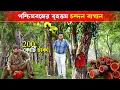 Download Lagu পশ্চিমবঙ্গের 200 কোটি টাকার লাল চন্দন চাষ | Red Sandalwood | lal Chandan | Red Sandalwood Tree