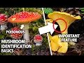 Beginner s Guide to Wild Mushroom Identification
