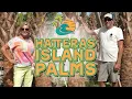 Elevate Your Outer Banks Property with Palm Trees Hatteras Island Palms Installation Care
