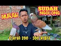 Lagu CUMA 200 RIBU SUDAH DAPAT MERPATI NGOLONG BRO 