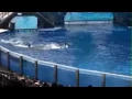Download Lagu Killer whale kills trainer at Orlando's Sea World:-( -Dawn Brancheau Rip